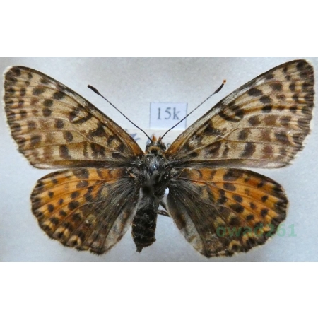 Melitaea didyma (Esper, 1778) female Przeplatka didyma Slovenia15k